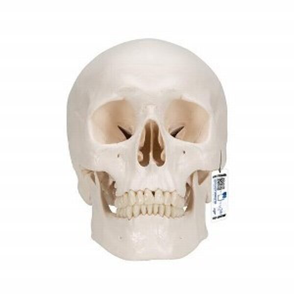 Galvaskausa modelis -  Classic Human Skull Model