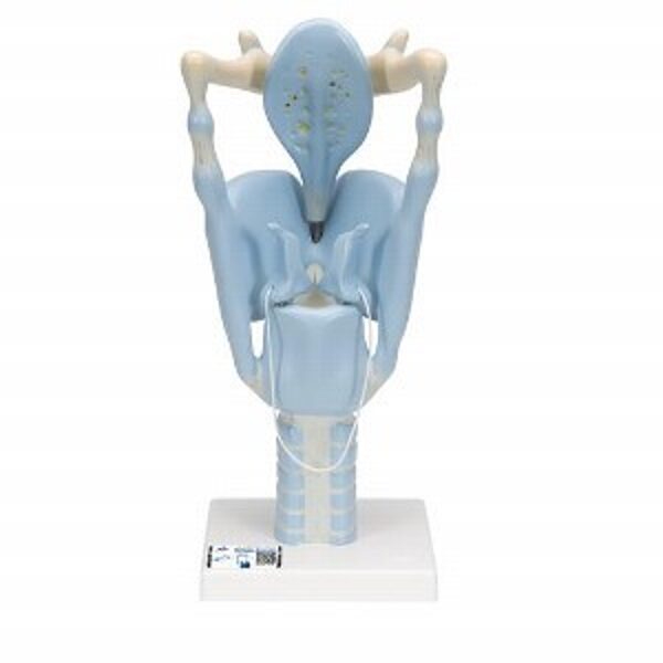 Balsenes modelis -  Functional Human Larynx Model 