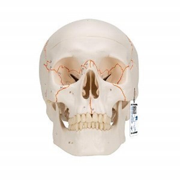 Galvaskausa modelis - Numbered Human Classic Skull Model